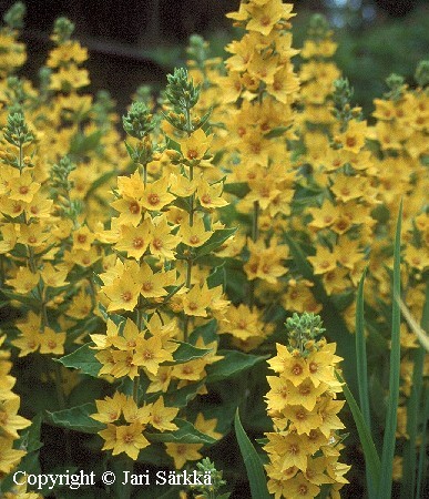 Lysimachia punctata 'Pirkko'